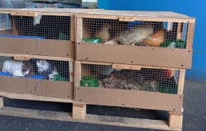 митничари спасиха защитени фазани пробвали изнесат оае