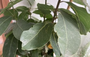 пречистим тялото дафинов лист