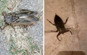 гадна напаст гигантски буболечки налазиха пловдив