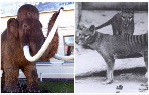 цру интересува възкресяването мамути тасманийски тигри