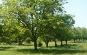 мъж падна орех почина ардино