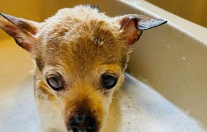 почина старото куче света снимки