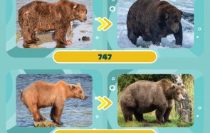 пореден път джъмбо джет победи конкурса дебела мечка