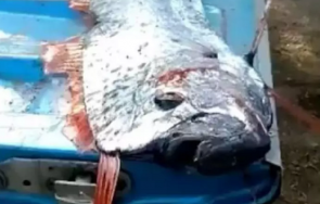 мексико уловиха рибата съдния ден била предвестник бедствия видео