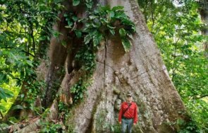 експедиция учени добраха високото дърво амазонка петия опит