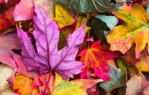 какви цветовете носим привличаме пари живота