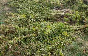 ожънаха нива марихуана района перник снимки