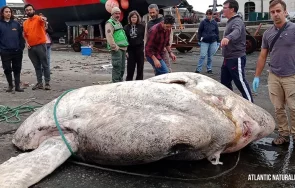 рекорд откриха тежката костна риба историята