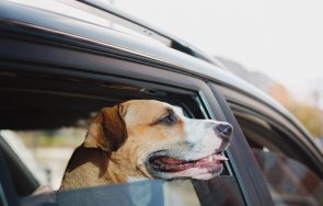 варна отглеждат кучета изоставена кола повече месеца