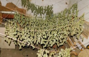 баща син задържани производство марихуана разградско снимки