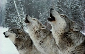 ловци отстреляха три вълка кирковско село