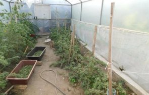 баща син задържани производство марихуана разградско снимки