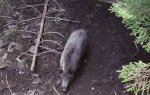 млади ловци спасиха прасе яма родопите вместо убият