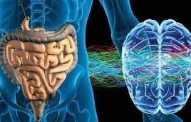 здравето червата влияе мозъка