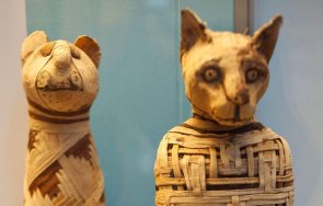 древноегипетски мумии животни издават еволюцията маймунската шарка