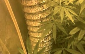 разбиха наркооранжерия бургас снимки