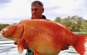 рибар улови килограмова златна рибка видео