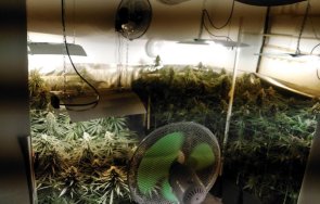 акция разбиха голяма наркооранжерия дряновско снимки