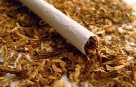 иззеха контрабанден тютюн кнежа