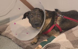 Кучето Мечо