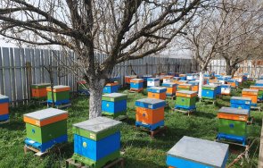 пълен абсурд жена открадна кошера насече огрев