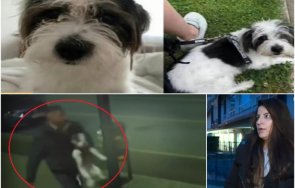 откраднаха куче голям магазин софия камери заснели апаша