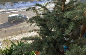 изпълнителната агенция горите започна проверки добива коледни елхи