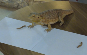 брадатата лили позна победителя световното футбол