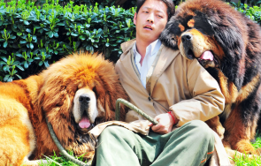 струва скъпото куче света