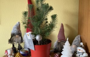 интересни факти коледа знаете