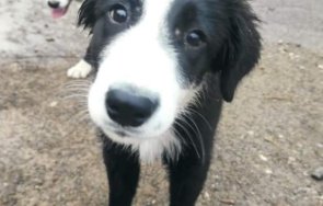 ритон осиновиха бездомно куче коледа снимки