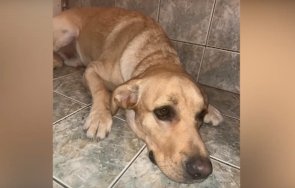 домашно куче без намордник нападна рани друго куче улицата