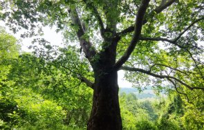 девет вековни дървета обявени защитени