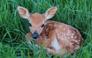 полицаи разкриха незаконен лов сърни монтанско