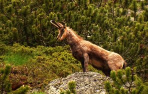 тома белев борислав сандов разрешили отстрел защитени диви кози трофеи