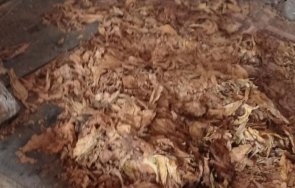 разбиха цех контрабанден тютюн пловдив снимки