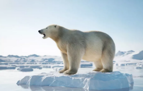 полярна мечка уби жена дете аляска