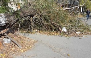 силният вятър събори дървета боровец пострадаха коли