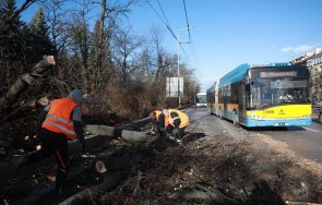 огромно дърво падна цариградско шосе 130 сигнала тел 112 щети ураганния вятър