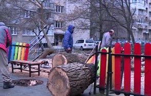 голямо дърво падна детска площадка