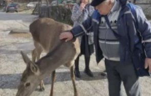 хит мрежата кошута яде вафли родопско село