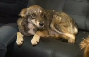 варненка осинови куче оказа чакал