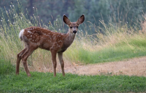 спасиха бедстваща сърна стръмните брегове река черна