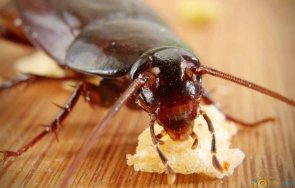 бабх затвори магазин пловдив заради хлебарка топлата витрина