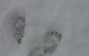 следи мечка стреснаха хората смолянското село могилица