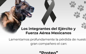 протео смелото куче спасител загина турция  снимки видео