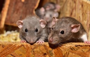 жена германия живяла осемстотин плъха