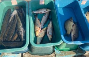 инспектори удариха нелегален търговец жива риба мездра
