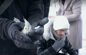 чудо спасиха папагал прекарал часа руините турция