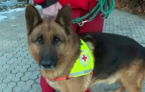 българско куче спасител намери оцеляла антакия